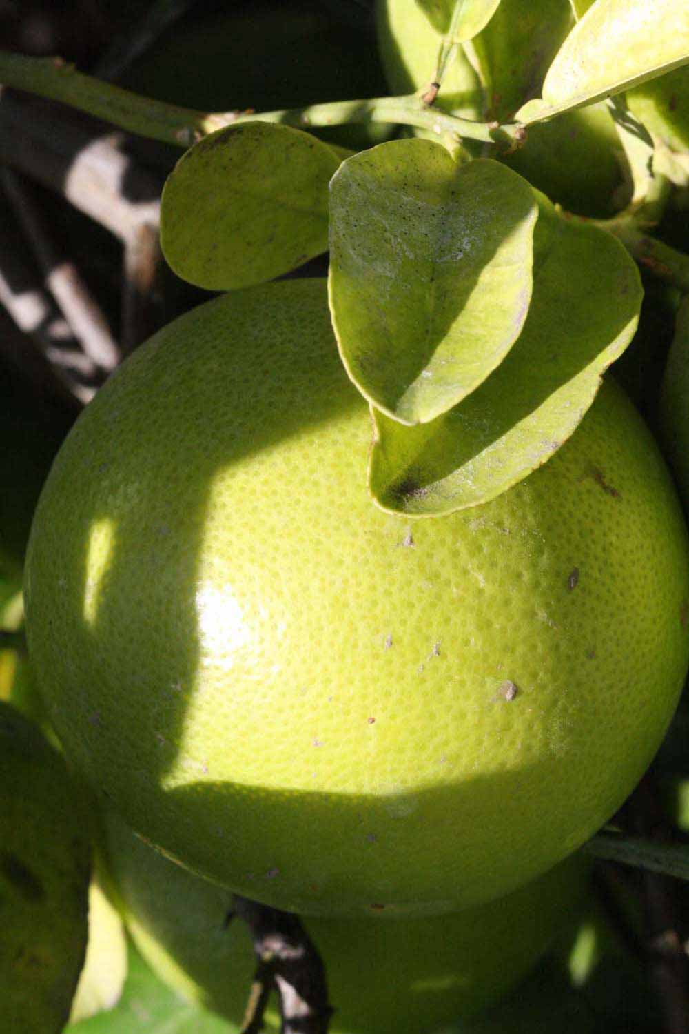            Fruit (Riverside, CA)   